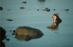 A dog cooling off in the Red Sea, Dahab, Egypt by Jason Keeton 